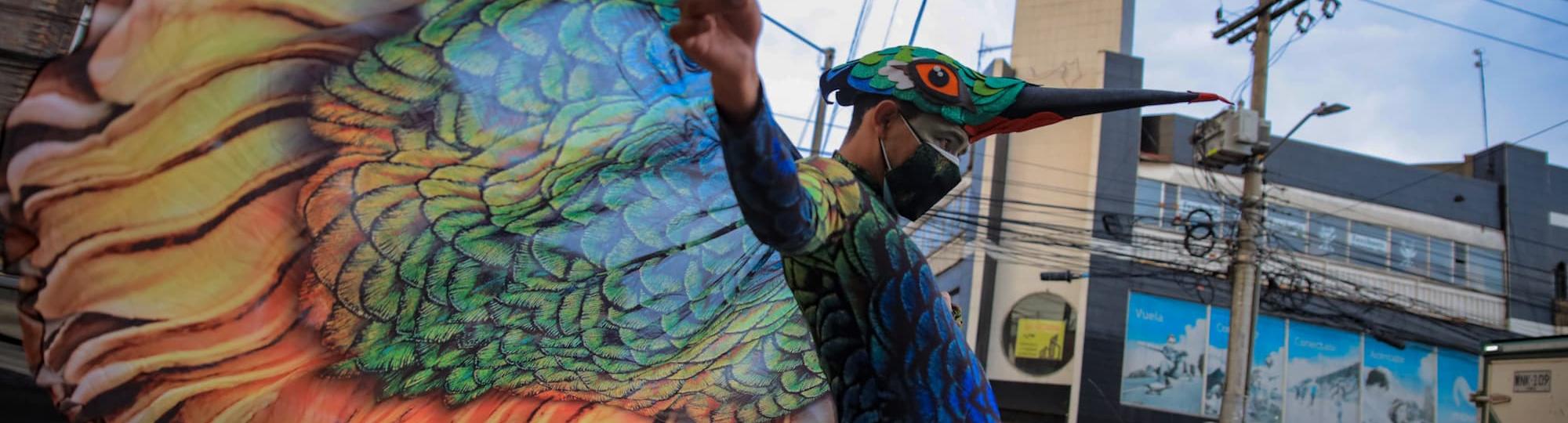 Aves cuidadoras del Distrito